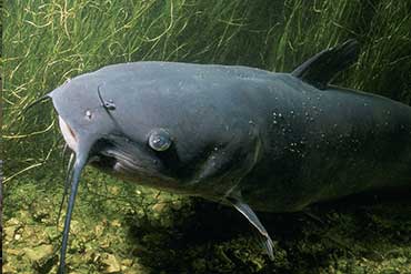 Catfishing in KY