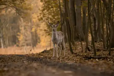 Whitetrail Deer Hunting in Kentucky