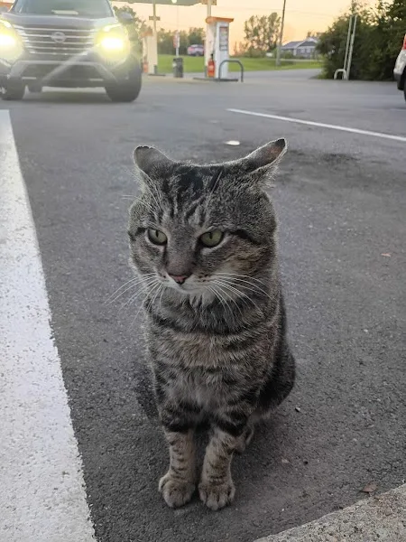 Spencer gas station cat